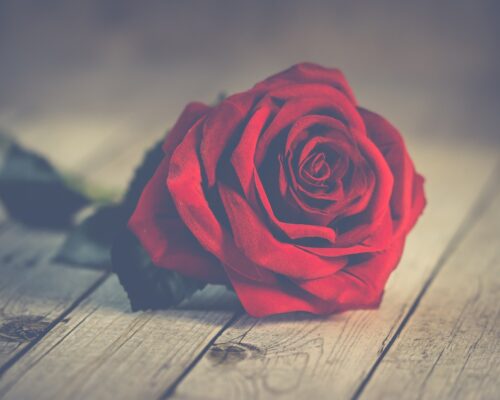 Valentine Day, 14th February | یوم محبت | Love Day 🌹