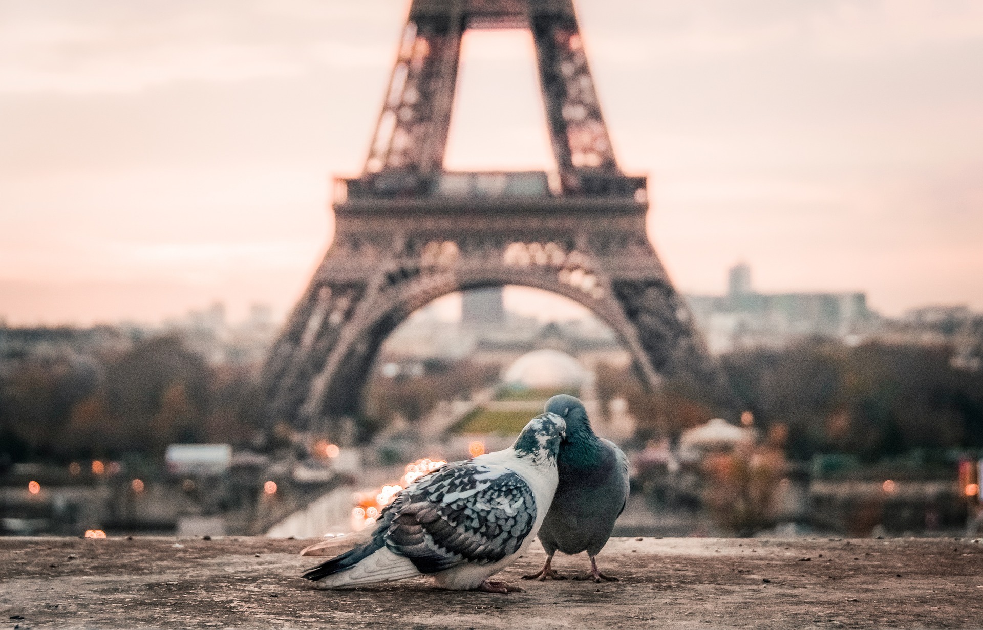 eiffel tower pictures